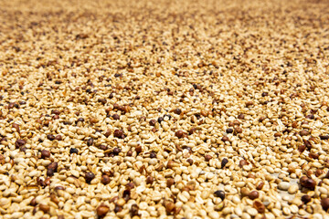 Fresh Kona coffee beans drying