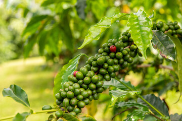Kona coffee trees in Big Island, Hawaii
