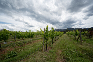 Fototapeta na wymiar View of Vineyards and winery with storm clouds in the background