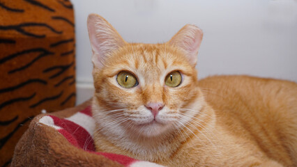 portrait of a ginger cat