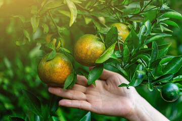 Oranges are ready to be eaten on the orange tree in the green garden.