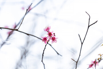 Sakura blossom beautiful flowers at Doi Ang Khang, Chiang Mai Thailand Province, Sakura in Thailand
