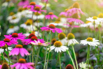 Coneflower (Echinacea Purpurea ) grows beautifully in the garden with sun light 