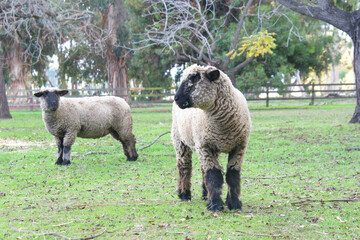 Obraz premium two black faced sheep grazing in a wooded field, one looking to viewers left and the other looking at viewer. Grass growing between tall trees.