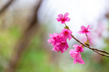 Sakura blossom beautiful flowers at Doi Ang Khang , Chiang Mai Thailand Province, Sakura in Thailand