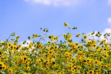 Sunflower blooming in the blue sky ,Sunflower cultivation at sunrise in the mountains of  Thailand 