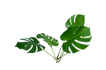 Stickers pour porte Monstera Fresh leaves of monstera plant lie on isolated white background with copy space and clipping path.