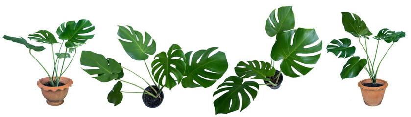Fototapeta na wymiar Fresh leaves of monstera plant lie on isolated white background with copy space and clipping path.