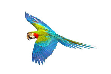 Colorful flying parrot isolated on transparent background.