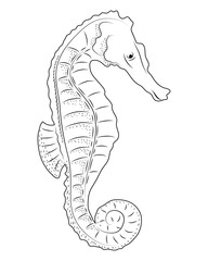 seahorse sealife sketch style