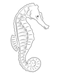 seahorse sealife sketch style © Gstudio