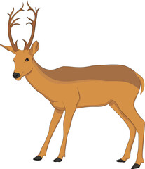 cote deer png image