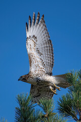 hawk in flight