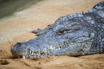 Fototapeta premium a nile crocodile lies on sand and looks out.