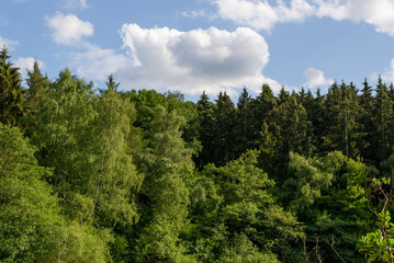 green trees on a beautiful summer day.