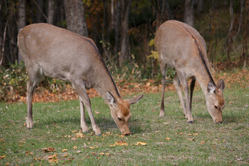 Two Japanese sika deer grazing on yellow mushrooms