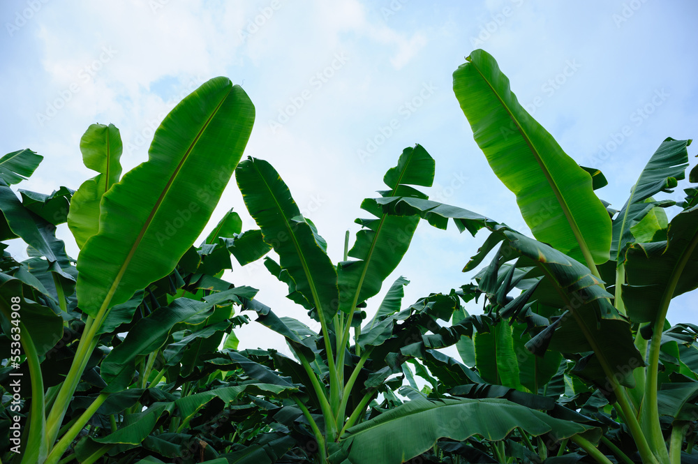 Sticker Green banana trees growing at field