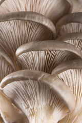 close up of Delicious oyster mushrooms backgrouond.