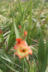 red colored gladiolus hybrids flower