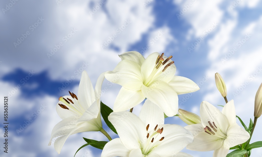 Sticker White beautiful fresh Lily flower