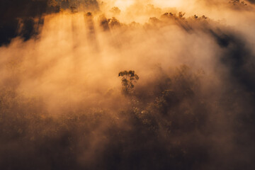 Sunrise in the forest,Orange light through morning fog in forest, high angle view