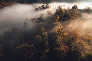 Sunrise in the forest,Orange light through morning fog in forest, high angle view