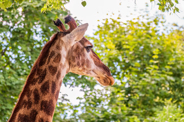 Close-up giraffe head on green leaves background