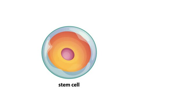 Liver cirrhosis repair from stem cells concept