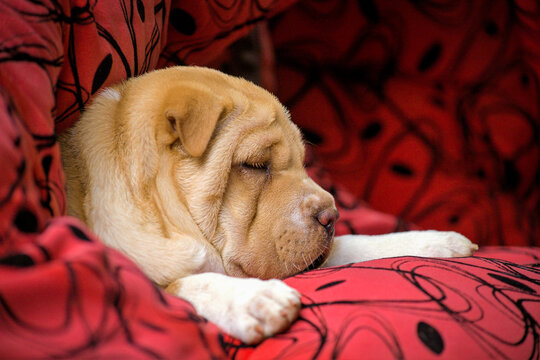 sleeping puppy dog