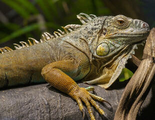 iguana in the zoo