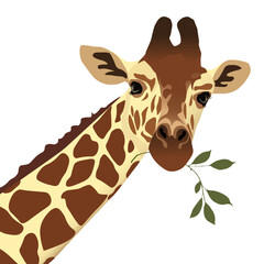 Giraffe with a branch of eucalyptus