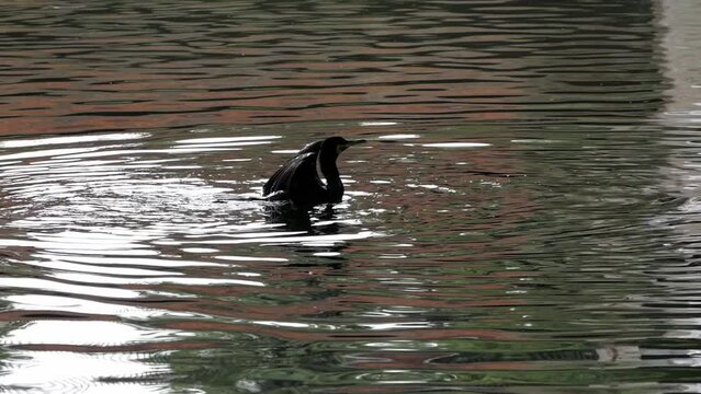 Cormorant bathing, dives head, shakes feathers then flaps wings to shake off water from water permeable feathers. Regent's Canal London. Aquatic bird grooming. Swims away. Wildlife.