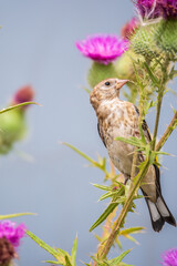 European goldfinch with juvenile plumage, feeding on the seeds of thistles. Carduelis carduelis.