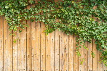 green ivy on a wood fence background.