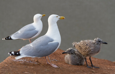 Herring Gull (Larus argentatus) A  family of Gulls.Two adults and two young chicks.Fluffy fledgling birds.