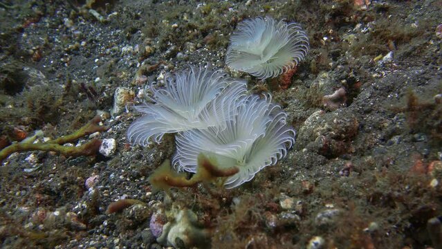 White tube worms grow on the sea floor among algae. They gather food with their tentacles.