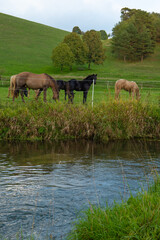 Fototapeta premium herd of horses in a fenced paddock near a river. Breeding and raising horses.Farm animals on the grazing.White and brown horses