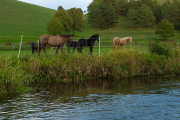 herd of horses in a fenced paddock near a river. Breeding and raising horses.Animal husbandry and...