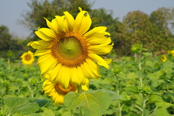 Obraz premium sunflower in the field