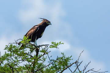 Long Crested Eagle