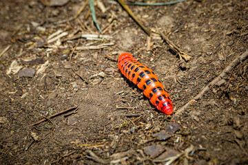 caterpillar