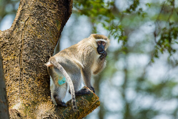 vervet monkey
