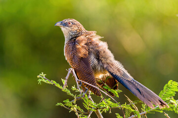 White Browed Coucal,