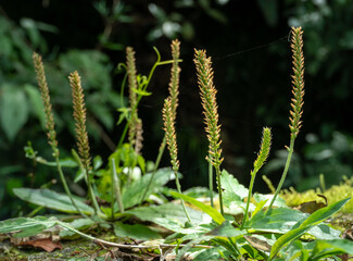 Plantago major (pantain family Plantaginaceae). Native European plant with medicinal properties....
