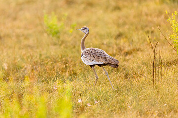 white Bellied Bustard