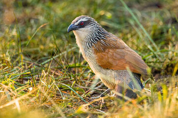 White Browed Coucal