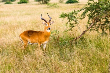 antelope in the savannah