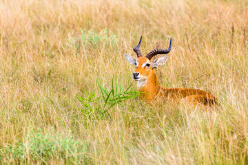 deer in the grass