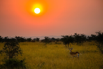 sunset in the savannah