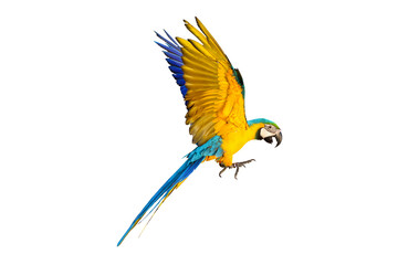 Colorful flying parrot isolated on transparent background. © Passakorn